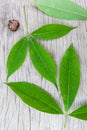 Rubber tree leaves on wooden surface Royalty Free Stock Photo