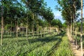 Rubber Tree And Pineapple Plantation