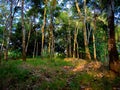 Rubber tree plantation in the afternoon.