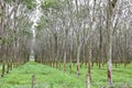 Rubber tree plantation