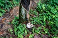 Rubber tree plantation, rubber tapping from para rubber tree plant Hevea brasiliensis