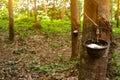 Rubber tree plantation. Rubber tapping in rubber tree garden in Thailand. Natural latex extracted from para rubber plant. Latex