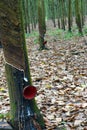 Rubber tree plantation