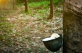 Rubber tree plantation. Rubber tapping in rubber tree garden in Thailand. Natural latex extracted from para rubber plant. Latex