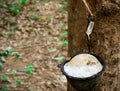 Rubber tree plantation. Rubber tapping in rubber tree garden in Thailand. Natural latex extracted from para rubber plant. Latex