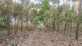 Rubber tree planted in a long line and the beginning of the production of the white latex