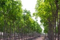 Rubber tree row agricultural. Hevea brasiliensis green leaves background. Royalty Free Stock Photo