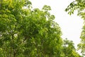 Rubber tree row agricultural. Hevea brasiliensis green leaves background. Royalty Free Stock Photo