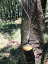 Rubber Tree, rubber collection bowl in plantation Sao Paulo Stare Brazil