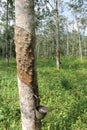 Rubber tree in a rubber plantation in Malaysia Royalty Free Stock Photo