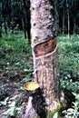 Rubber tree in a rubber plantation