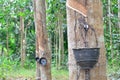 Rubber tree