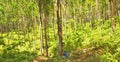 Rubber tree rubber tappers Royalty Free Stock Photo