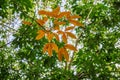 Rubber Tree ( Hevea brasiliensis ), Tay Ninh province, Vietnam