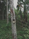 Rubber trees are being tapped Royalty Free Stock Photo