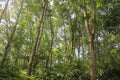 Rubber trees cultivation, Sri Lanka