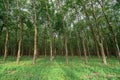 Rubber trees with cuts in the bark