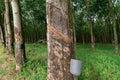 Rubber trees with cuts in the bark