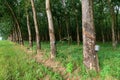 Rubber trees with cuts in the bark