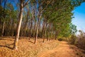 Rubber Trees Farm in Thailand Royalty Free Stock Photo