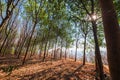 Rubber Trees Farm in Thailand Royalty Free Stock Photo