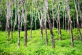 Rubber trees Hevea forest at Thailand Royalty Free Stock Photo