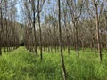 Rubber trees on Koh Chang Royalty Free Stock Photo