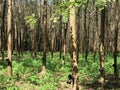 Rubber trees on Koh Chang Royalty Free Stock Photo