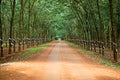 Rubber trees at Vietnam Royalty Free Stock Photo