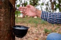 Rubber worker skillfully collects rubber liquid from the rubber tree, tapping into the tree's valuable natural resource