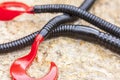 Rubber worms Royalty Free Stock Photo