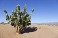 Rubberbush (Calotropis procera) in the desert.