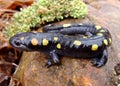 The rubbery looking Spotted Salamander Royalty Free Stock Photo