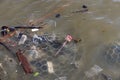 Rubbish are floating on river