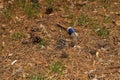 Rubbish in nature. Nature pollution of a broken glass bottle