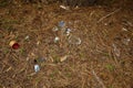 Rubbish in nature. Nature pollution of a broken glass bottle