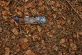 Rubbish in nature. Nature pollution of a glass bottle