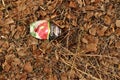 Rubbish in nature. Nature pollution of a tin soda can Royalty Free Stock Photo