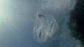 Rubbish in the water, Polyethylene bag kills marine animals, shrimps die. Ecology of nature, plastic