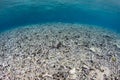 Destroyed Coral Reef in Raja Ampat