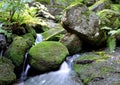 Rubble slope in the forest with boulders overgrown with moss between which flows a stream with small cascades and waterfalls, fern Royalty Free Stock Photo