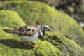 Rubby turnstone wading bird