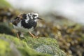 Rubby turnstone wading bird