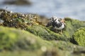 Rubby turnstone wading bird