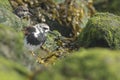 Rubby turnstone wading bird