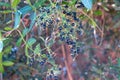 Rubia peregrina, the common wild madder, is a herbaceous perennial plant species belonging to the bedstraw and coffee family