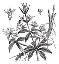 Rubia tinctorum or Common madder vintage engraving