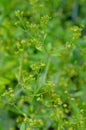 Rubia tinctorum, the rose madder or common madder or dyer`s madder