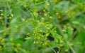 Rubia tinctorum, the rose madder or common madder or dyer`s madder