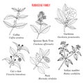 Rubiaceae or coffee, madder, or bedstraw family of flowering plants